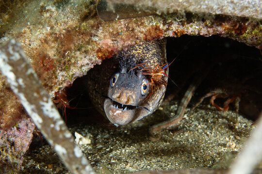 Deep Sea Spa: A Mediterranean Moray Eel (Murena helena) being cleaned by a Cleaner Shrimp (Lysmata seticaudata), Spain