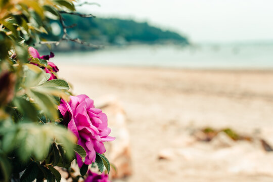 Beach rose with ocean bay in background