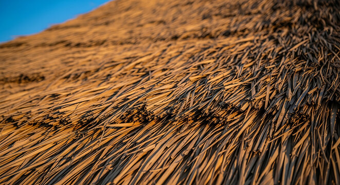 Close-up of a thatched roof with a clear blue sky in the background, showcasing the texture and detail of the straw or reed material used in its construction.