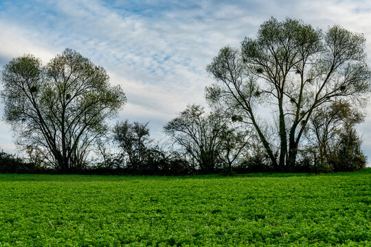 Pappel mit vielen Misteln im Fr&uuml;hjahr