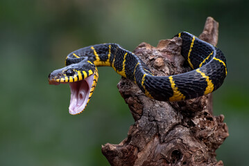 Fototapeta premium Mangrove Cat Snake (Boiga dendrophila) in attacking position