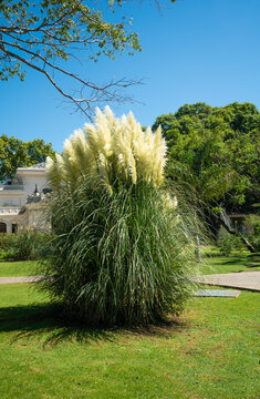 Tall pampas grass sways gently in a sunlit garden
