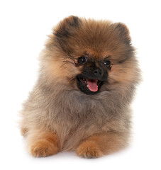 Obraz premium puppy pomeranian spitz
