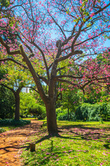 Fototapeta premium Sunlight filters through blooming pink trees