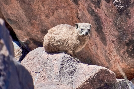 Dassie auf Felsen