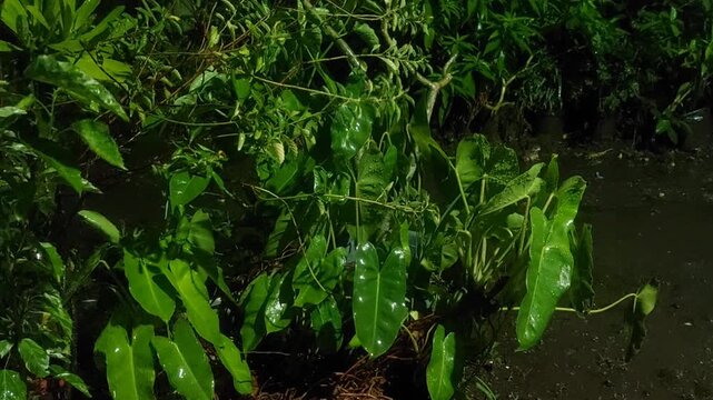 Night Rain Falling on Fresh Green Plants in the Yard