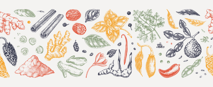 Vintage spices and herbs seamless pattern. Hand drawn engraving food background. Kitchen ingredients border design.  NOT AI generated