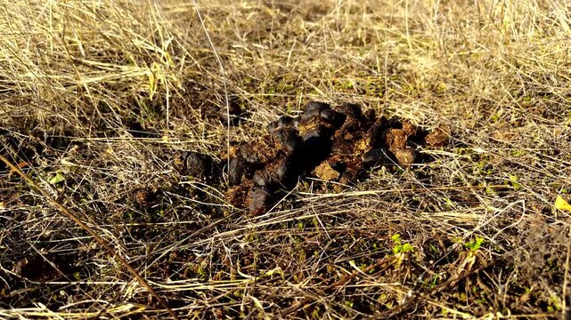 Horse Manure On Dry Grass In Field. Natural Organic Fertilizer. Farm Life Animal Waste