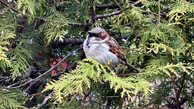House Sparrow Perched On Green Thuja. Birdwatching Outdoors