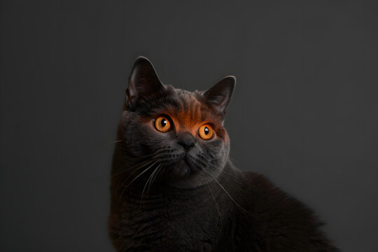 gray cat on solid gray background