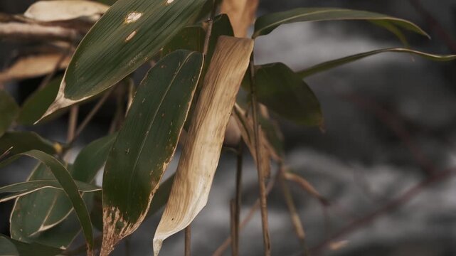 冬枯れの森と笹のの中を流れる渓流風景