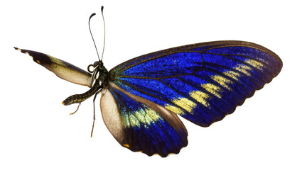 Stunning blue butterfly with iridescent wings showcasing vibrant colors and delicate details © Ophelia