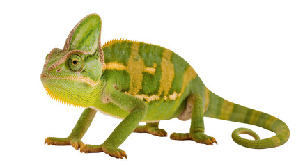 Obraz premium Stunning colorful Veiled Chameleon in profile, showcasing its vibrant green and yellow skin