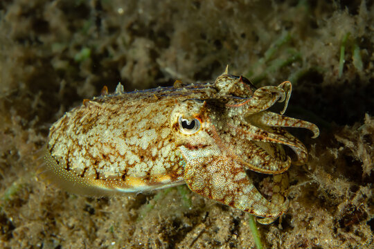 Master of Ink: Close-up portrait of a Common Cuttlefish (Sepia officinalis) showing W-shaped pupil, Tamariu, Spain