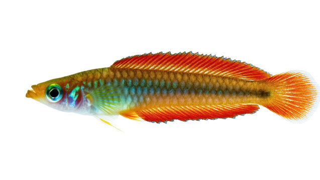 Beautiful vibrant freshwater rainbowfish showcasing iridescent scales and orange fins