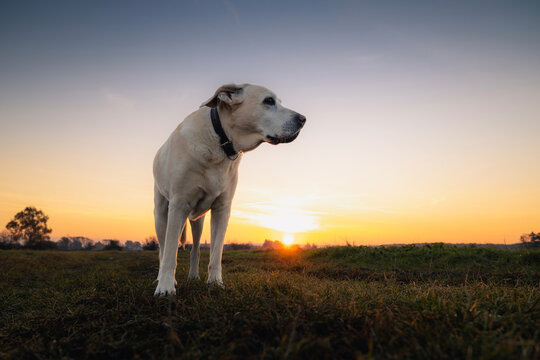 Senior Labrador Retriever standing on countryside dirt road during sunrise. Cute aging dog outdoors in warm morning light, pet lifestyle, nature walk, and animal companionship concept.