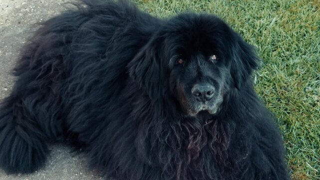 Closeup of a beautiful old pet Newfoundland female dog, with black fur, facing into the camera while lying down and relaxing outside.