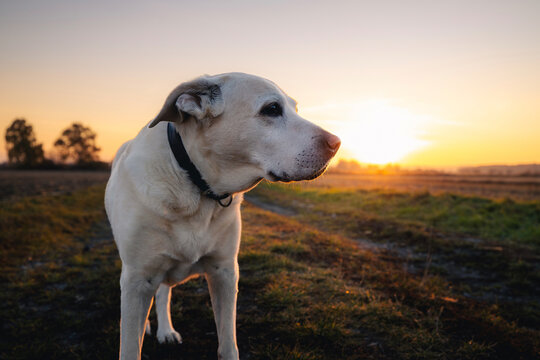 Senior Labrador Retriever standing on countryside dirt road during sunrise. Cute aging dog outdoors in warm morning light, pet lifestyle, nature walk, and animal companionship concept.