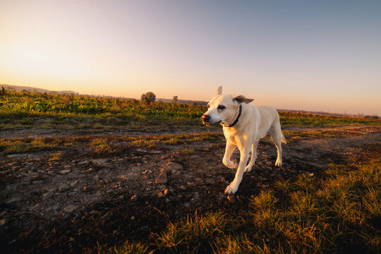 Senior Labrador Retriever running along countryside dirt road during sunrise. Active aging dog in motion, joyful outdoor activity, pet lifestyle, and nature freedom concept.