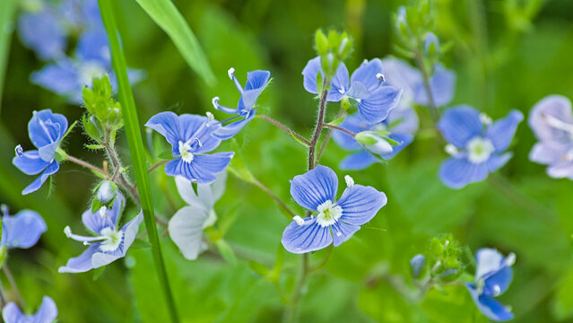 Bright purple germander speedwell flowers - Veronica chamaedrys