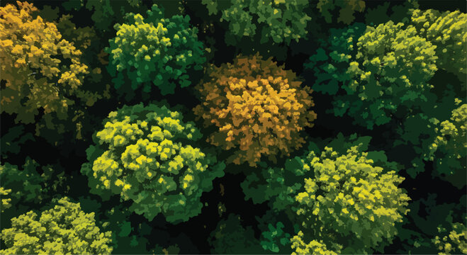 Aerial View of Green and Yellow Forest Trees Vector