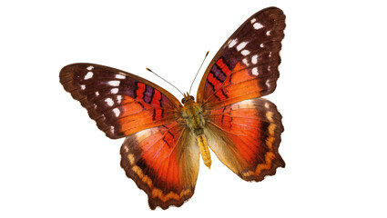 Beautiful vibrant orange tropical butterfly with detailed wings on a clean studio shot © Ophelia
