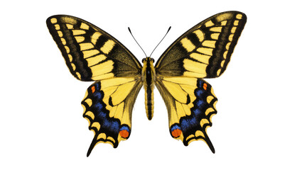 Vibrant yellow swallowtail butterfly with intricate black, blue, and orange wing patterns © Ophelia