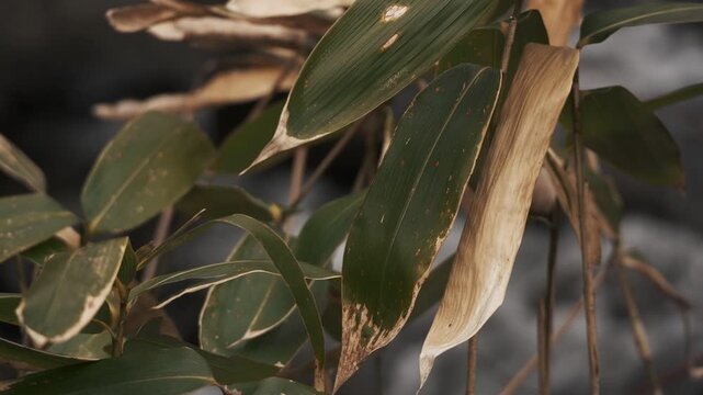 冬枯れの森と笹のの中を流れる渓流風景