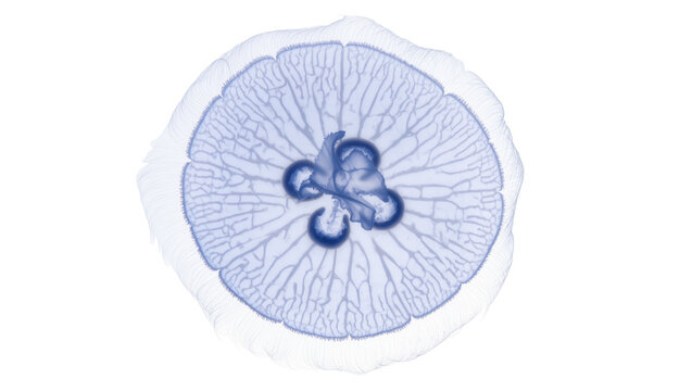 Beautiful Porpita porpita marine hydrozoan specimen with distinct blue radial patterns