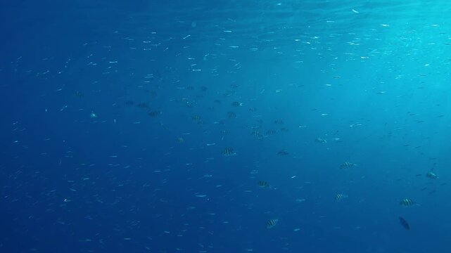 Multitude of Silversides Atherina swims in blue sea against school of Indo-Pacific sergeant major shining in sunlight. Atherina gleaming in sunburst. Shoal of small fish swim in blue water