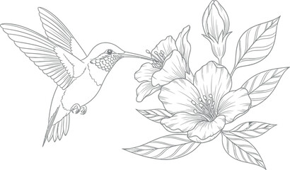 Beautiful detailed line art illustration depicting a graceful hummingbird with outstretched wings feeding nectar from a delicate blooming flower, ideal for a nature-inspired coloring book page. © Murshid