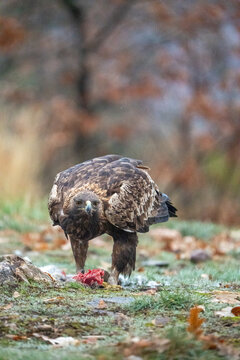 Golden eagle (Aquila chrysaetos) photographed in Spain