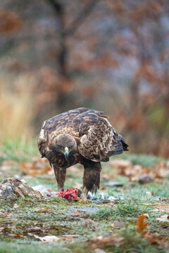 Golden eagle (Aquila chrysaetos) photographed in Spain