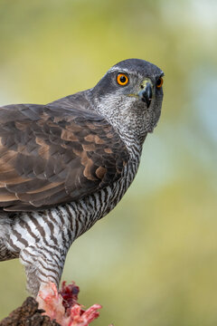 Northern Goshawk (Accipiter gentilis) photographed in Spain