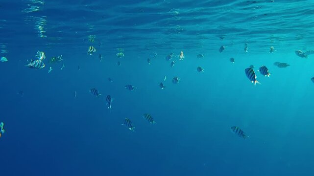 School of Indo-Pacific sergeant (Abudefduf vaigiensis) feeding below top water reflected in it. Sergeant major fish`s in sunlight against blue water. Tropical fish swims under surface in sunshine