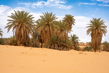 Obraz premium Sahara Desert Landscape with Date Palm Trees and Sand Dunes under Blue Sky, North Africa Nature Photography for Interior Design Decor, Travel Agency Background, Authentic Oasis Wilderness Landscape.