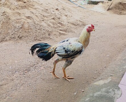 Asil breed Rooster with bold posture and muscular form, highlighting its unique appearance and heritage. Perfect for poultry farming, rural life, and animal-themed visuals.