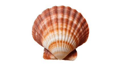 Fototapeta premium Vibrant orange and white scallop shell, a perfect emblem of summer and ocean life.