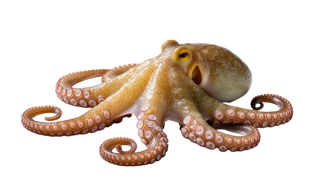 Detailed view of a living octopus, a captivating sea creature, ready for its next move