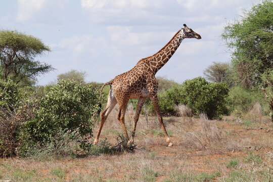 2026-02-26 Kenia Tsavo East National Park