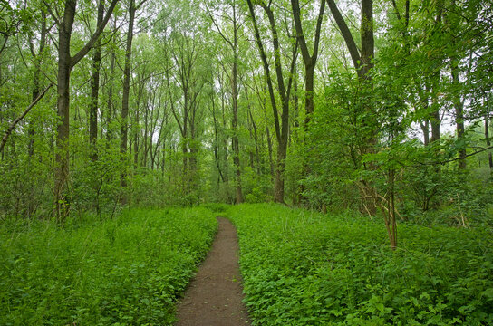  hiking trail through a lush green summer beech forest in Vinderhoutse Bossen nature reserve, Ghent, Flanders, Belgium 