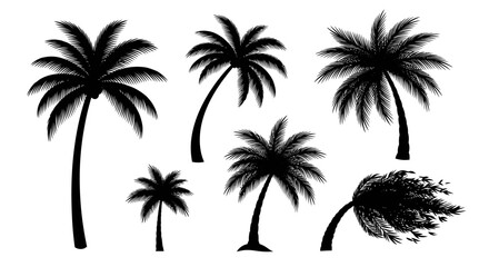 Fototapeta premium Set of Black Palm Tree Silhouettes Isolated on White Background
