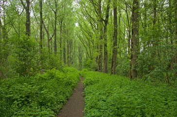 Fototapeta premium hiking trail through a lush green summer beech forest in Vinderhoutse Bossen nature reserve, Ghent, Flanders, Belgium 