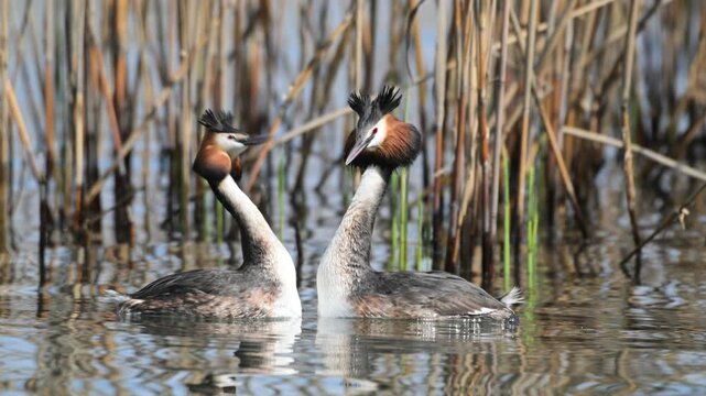 Great Crested Grebe parade, parade, great crested grebe, Podiceps cristatus, reeds, water, marsh, pond, mating, breeding season, Lake Garda, Italy