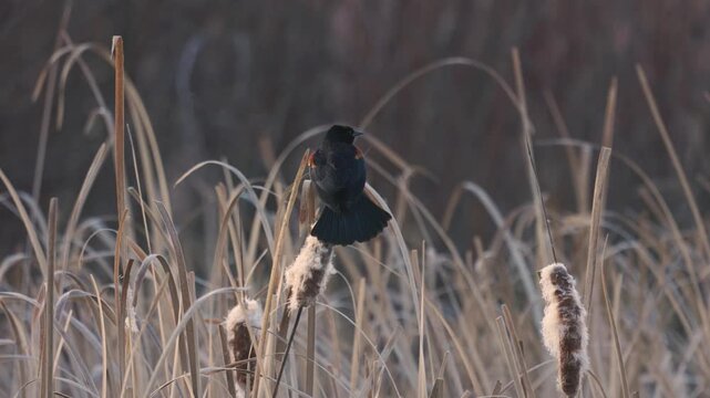 4k video with audio of a Red-winged Blackbird perched on a cattail singing while the vapor of its breath drifts left on the cold morning breeze before it flies away leaving cattail fluff floating.