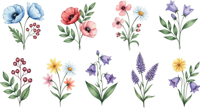 Beautiful Watercolor Collection of Diverse Spring and Summer Flowers and Berries on a Clean White Background