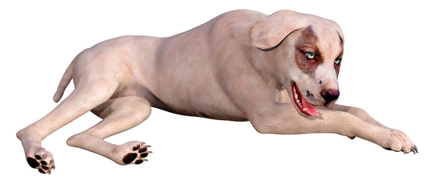 3D Rendering Crossbreed Dog on White