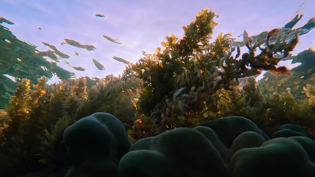 Close-up of sunshine penetrate through thickets of Sargassum grows on top of hard corals, backlit by sun. Bottom view of brown seaweed covers coral reef in shallows against blue sky under sunbeams