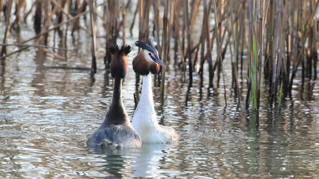 Great Crested Grebe parade, parade, great crested grebe, Podiceps cristatus, reeds, water, marsh, pond, mating, breeding season, Lake Garda, Italy
