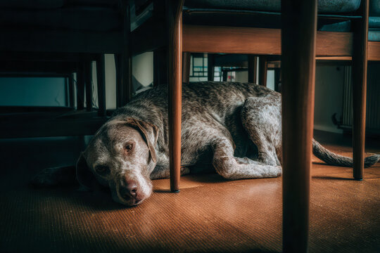 Old dog relaxes beneath shadowed table quietly. Seasoned canine companion finds tranquil refuge under shaded table during gentle afternoon hours